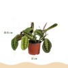 00122575f68a40deb5f32d35db4397742db3709c8c4a4019b14e97d96b39277c.jpg Maranta Fascinator Tricolour - Gebetspflanze - Haustierfreundliche Pflanze - Grün