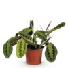 3789290bf1244b03b060ed6461c738a0b6fe8c842ff34a7f8478dd70bc2914c1.jpg Maranta Fascinator Tricolour - Gebetspflanze - Haustierfreundliche Pflanze - Grün