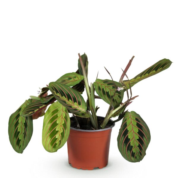 3789290bf1244b03b060ed6461c738a0b6fe8c842ff34a7f8478dd70bc2914c1.jpg Maranta Fascinator Tricolour - Gebetspflanze - Haustierfreundliche Pflanze - Grün