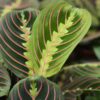 6cd4d102c4a1407f8b450169ac164db93a5cfee1010249a3976be2b3154bcd72.jpg Maranta Fascinator Tricolour - Gebetspflanze - Haustierfreundliche Pflanze - Grün