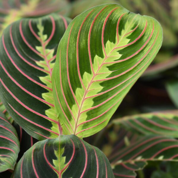 6cd4d102c4a1407f8b450169ac164db93a5cfee1010249a3976be2b3154bcd72.jpg Maranta Fascinator Tricolour - Gebetspflanze - Haustierfreundliche Pflanze - Grün