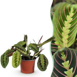 fec771cb19354ed9ac41b8ac07d9123f98bf4427e92748a4b22b252a8f2c519e.jpg Maranta Fascinator Tricolour - Gebetspflanze - Haustierfreundliche Pflanze - Grün