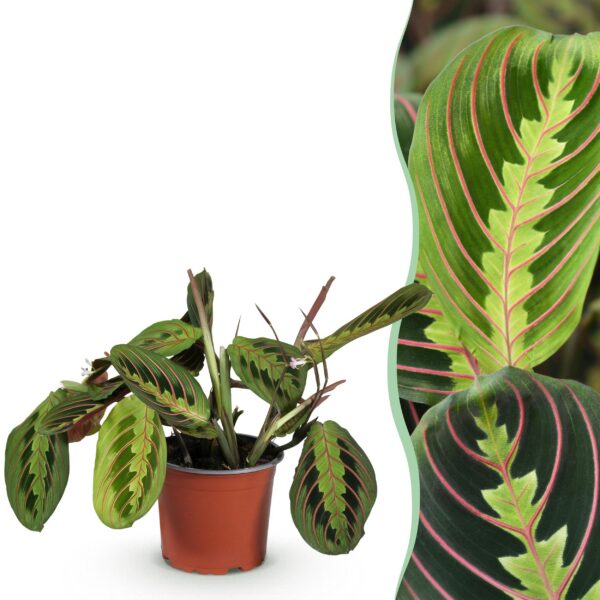 fec771cb19354ed9ac41b8ac07d9123f98bf4427e92748a4b22b252a8f2c519e.jpg Maranta Fascinator Tricolour - Gebetspflanze - Haustierfreundliche Pflanze - Grün