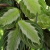 Maranta Fascinator Silverband - Gebetspflanze - Haustierfreundliche Pflanze - Grün