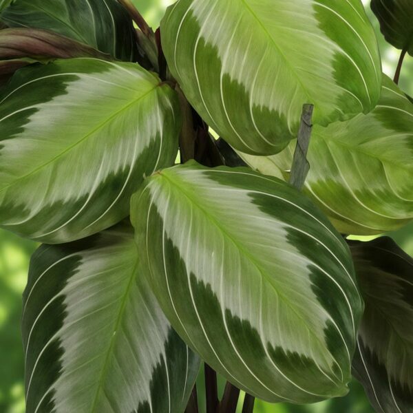Maranta Fascinator Silverband - Gebetspflanze - Haustierfreundliche Pflanze - Grün