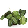 Maranta Fascinator Silverband - Gebetspflanze - Haustierfreundliche Pflanze - Grün