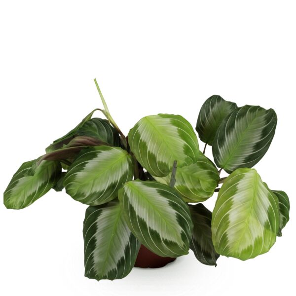 Maranta Fascinator Silverband - Gebetspflanze - Haustierfreundliche Pflanze - Grün
