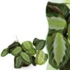 Maranta Fascinator Silverband - Gebetspflanze - Haustierfreundliche Pflanze - Grün
