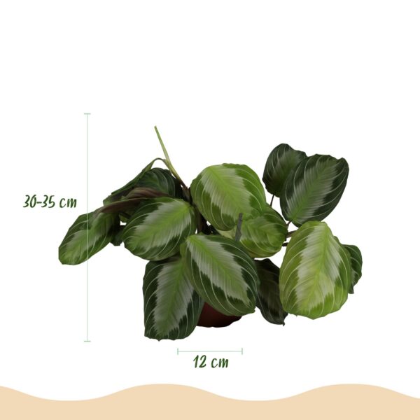 Maranta Fascinator Silverband - Gebetspflanze - Haustierfreundliche Pflanze - Grün
