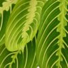 3bceba17734e4970919a509a72a87c085046e504586d43bb8d1d0538235fd637.jpg Maranta Fascinator Lemon Lime - Gebetspflanze - Haustierfreundliche Pflanze - Grün