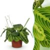 496eb03d02d741f7888c2e259257753603340a005a60468091bf86e0380816e2.jpg Maranta Fascinator Lemon Lime - Gebetspflanze - Haustierfreundliche Pflanze - Grün