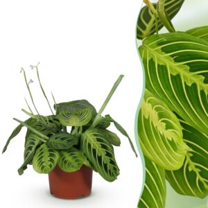 496eb03d02d741f7888c2e259257753603340a005a60468091bf86e0380816e2.jpg Maranta Fascinator Lemon Lime - Gebetspflanze - Haustierfreundliche Pflanze - Grün