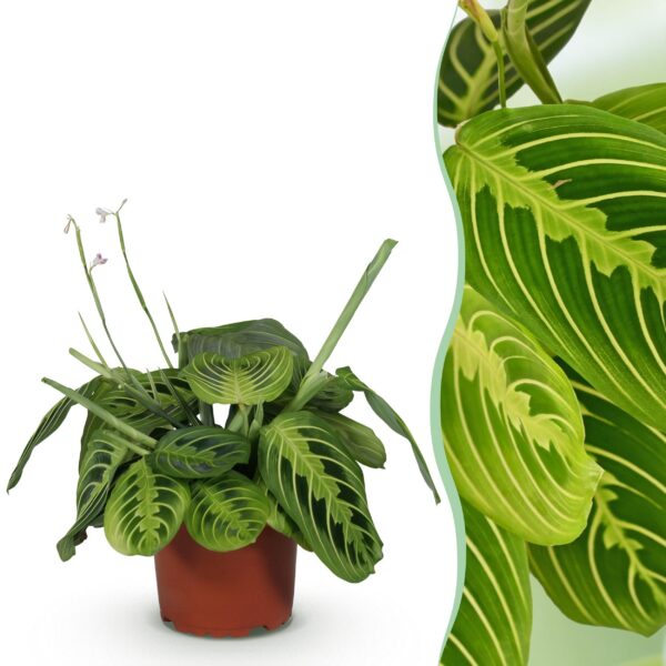 496eb03d02d741f7888c2e259257753603340a005a60468091bf86e0380816e2.jpg Maranta Fascinator Lemon Lime - Gebetspflanze - Haustierfreundliche Pflanze - Grün