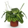 4e28f80982084a97b3d67090629b105843f7782af6004db78f1fd41b35e3962d.jpg Maranta Fascinator Lemon Lime - Gebetspflanze - Haustierfreundliche Pflanze - Grün
