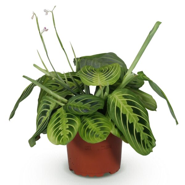 4e28f80982084a97b3d67090629b105843f7782af6004db78f1fd41b35e3962d.jpg Maranta Fascinator Lemon Lime - Gebetspflanze - Haustierfreundliche Pflanze - Grün