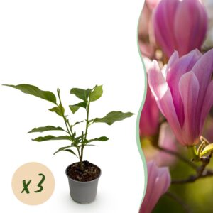 Magnolia Heaven Scent - Blume Rosa - 3 Pflanzen - Laubabwerfend - Pflegeleicht
