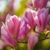 ab52d3793e114aa0801a33b2d444fd675b6385192faf4d19a6a40dad254e3243.jpg Magnolia Heaven Scent - Blume Rosa - 3 Pflanzen - Laubabwerfend - Pflegeleicht