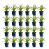 ea7775b6bd434532a43e89a8a8a16797257cbd81dbb243368a09041ec1d0715e.jpg Liatris spicata Alba – Lampenkraut – Bienen- und Schmetterlingsmagnet – Weiß – 24 Pflanzen