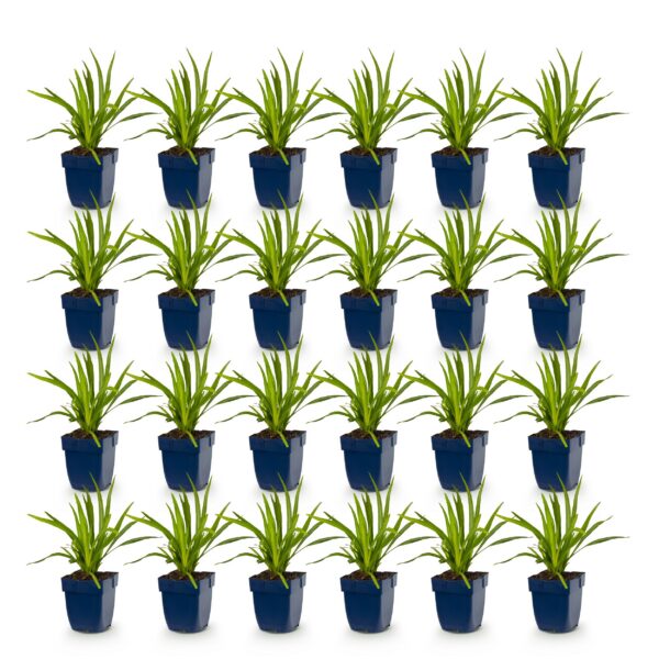 ea7775b6bd434532a43e89a8a8a16797257cbd81dbb243368a09041ec1d0715e.jpg Liatris spicata Alba – Lampenkraut – Bienen- und Schmetterlingsmagnet – Weiß – 24 Pflanzen
