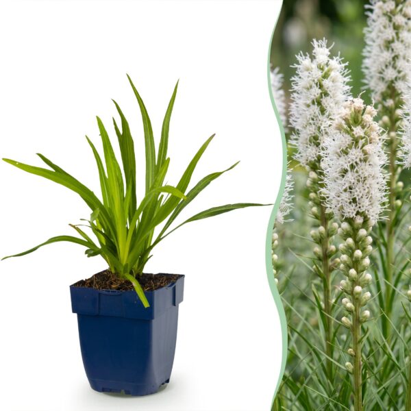 027dd493a6014154a1b0cc46691054d37fec36af05474a55aeee7965e3e9956f.jpg Liatris spicata Alba – Lampenkraut – Bienen- und Schmetterlingsmagnet – Weiß – 12 Pflanzen