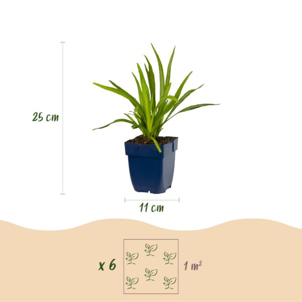 76675dea466b4c5bb32aa5fde61a3112e63b92f4f47b4547bddab55f16fed41e.jpg Liatris spicata Alba – Lampenkraut – Bienen- und Schmetterlingsmagnet – Weiß – 12 Pflanzen