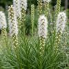 dcf0e3200c4441979e7e83ce674e324bb8ca4bc184484a6b9e829bee24dfd31e.jpg Liatris spicata Alba – Lampenkraut – Bienen- und Schmetterlingsmagnet – Weiß – 12 Pflanzen