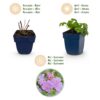 a628c6557b504d8c8bef138fb4b8882a00ae135f52eb420b8ba16f4c18655453.jpg Geranium cant. Cambridge – Storchschnabel – Bodendecker – Hellrosa – 12 Pflanzen