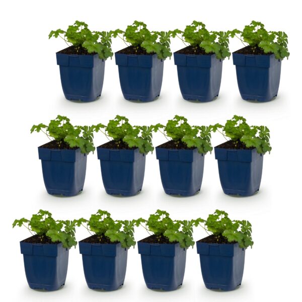 d4c4c96ea4874b11b52429c561e9f997dac0d173f52d49a19b59b654dfebcd95.jpg Geranium cant. Cambridge – Storchschnabel – Bodendecker – Hellrosa – 12 Pflanzen