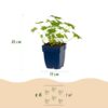 22495a1fabca4c5dbf98dc99e326382a1fcaaef73c94448c8be984ddab4cada1.jpg Geranium macr. Ingwersen's Variety – Storchschnabel – Bodendecker – Hellrosa – 12 Pflanzen