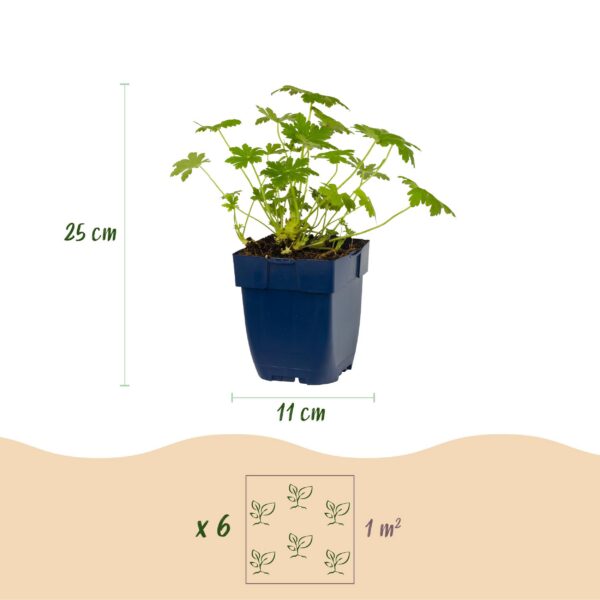 22495a1fabca4c5dbf98dc99e326382a1fcaaef73c94448c8be984ddab4cada1.jpg Geranium macr. Ingwersen's Variety – Storchschnabel – Bodendecker – Hellrosa – 12 Pflanzen
