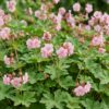 73a4b30cb56d4865a39202f7e6d077ffd632eacff85c40eda4ef7d1115fa5697.jpg Geranium macr. Ingwersen's Variety – Storchschnabel – Bodendecker – Hellrosa – 12 Pflanzen
