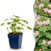 e9c3192b3cc74c12b7ad88a86defd9cf468b34ae29034b808ba7be82d6584fdd.jpg Geranium macr. Ingwersen's Variety – Storchschnabel – Bodendecker – Hellrosa – 12 Pflanzen