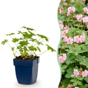 e9c3192b3cc74c12b7ad88a86defd9cf468b34ae29034b808ba7be82d6584fdd.jpg Geranium macr. Ingwersen's Variety – Storchschnabel – Bodendecker – Hellrosa – 12 Pflanzen