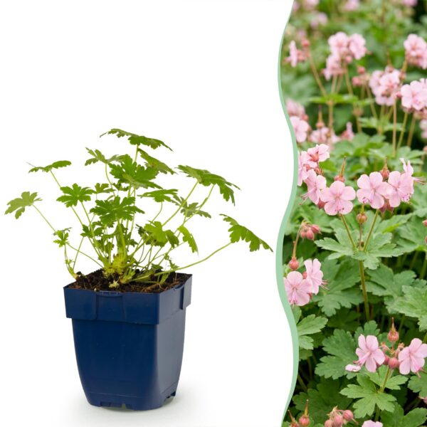 e9c3192b3cc74c12b7ad88a86defd9cf468b34ae29034b808ba7be82d6584fdd.jpg Geranium macr. Ingwersen's Variety – Storchschnabel – Bodendecker – Hellrosa – 12 Pflanzen