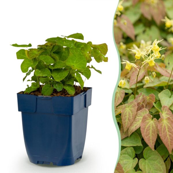2d1d239b232644a18eae17ec470a18dbb883c69ff6b34bd0bd96fda850efe177.jpg Epimedium perralch. Frohnleiten – Elfenblume – Schatten – Gelb – 12 Pflanzen