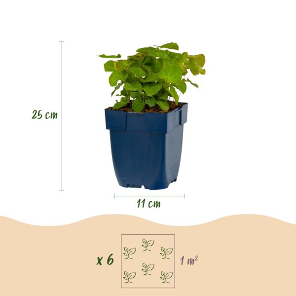 a4af760c63674434a92d3dd02fff815056720e83e64842eeb5106f67d131d306.jpg Epimedium perralch. Frohnleiten – Elfenblume – Schatten – Gelb – 12 Pflanzen