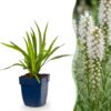 10be7cd965ae49ffb14bfac58f27171674445be6f2da4ca0be0d5d14404c00e1.jpg Liatris spicata Alba – Lampenkraut – Bienen- und Schmetterlingsmagnet – Weiß – 6 Pflanzen