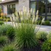 edff519e32eb4a8e91368c1aef8a6dc465657f46819a487981b299aae0a56b0c.jpg Liatris spicata Alba – Lampenkraut – Bienen- und Schmetterlingsmagnet – Weiß – 6 Pflanzen