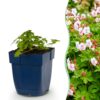Geranium macr. Spessart – Storchschnabel – Bodendecker – Weiß-Rosa – 6 Pflanzen