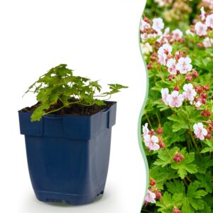 6e1e28c3fbcc422a9dfe8ffbaf3df087eda92a5ad5a44e048ba5373d9add19f6.jpg Geranium macr. Spessart – Storchschnabel – Bodendecker – Weiß-Rosa – 6 Pflanzen