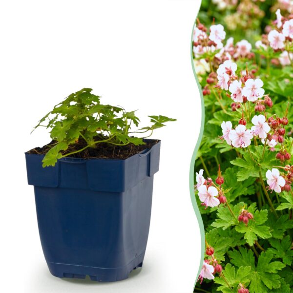 Geranium macr. Spessart – Storchschnabel – Bodendecker – Weiß-Rosa – 6 Pflanzen
