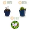 Geranium macr. Spessart – Storchschnabel – Bodendecker – Weiß-Rosa – 6 Pflanzen