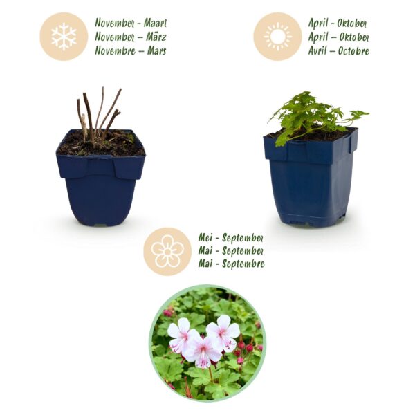 Geranium macr. Spessart – Storchschnabel – Bodendecker – Weiß-Rosa – 6 Pflanzen