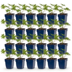 Geranium Tricolour – Storchschnabel – Bodendecker – Violett – Rosa – Weiß – 24 Pflanzen