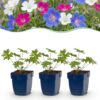 5ec711c8eeae46b28850ea31b14b09c93922e9db1ded4168a455cca9e4986a29.jpg Geranium Tricolour – Storchschnabel – Bodendecker – Violett – Rosa – Weiß – 24 Pflanzen