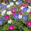 82015bf766284ee5afd9b86debf17896974e2fd0b4cc4174806496f465f9d66a.jpg Geranium Tricolour – Storchschnabel – Bodendecker – Violett – Rosa – Weiß – 24 Pflanzen