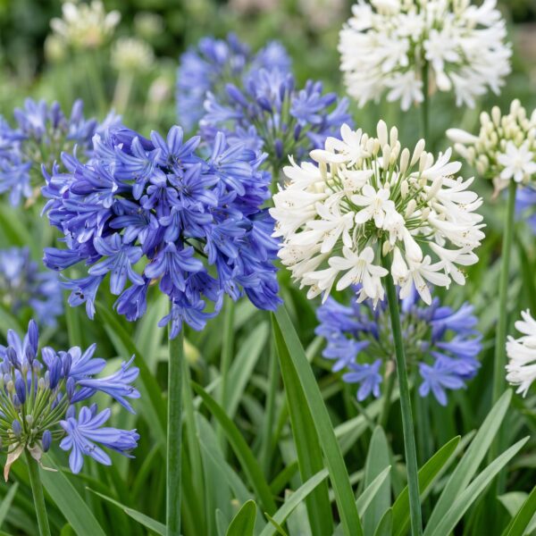 034370c3f94e44879722c2042d5a0b21e4ded5a45b2b4cb598316f6d861a48ff.jpg Agapanthus Duo – Afrikanische Lilie – Bienen- und Schmetterlingsmagnet – Blau – Weiß – 24 Pflanzen