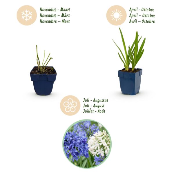 2f7309bd0d37429ca083b951db98c64ccce00442d9474e44bca1adf930b72f6a.jpg Agapanthus Duo – Afrikanische Lilie – Bienen- und Schmetterlingsmagnet – Blau – Weiß – 24 Pflanzen