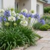 5301a0d938d84520a4015b159e9ac1570649549064a74aecbe106e8d5ac19714.jpg Agapanthus Duo – Afrikanische Lilie – Bienen- und Schmetterlingsmagnet – Blau – Weiß – 24 Pflanzen