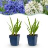 540014b7ae09441b88bf1ab2cd9c1273ef586dfccce04b21bc62a87c1bf7b5bb.jpg Agapanthus Duo – Afrikanische Lilie – Bienen- und Schmetterlingsmagnet – Blau – Weiß – 24 Pflanzen